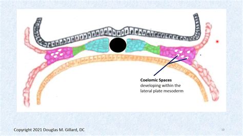 Lateral Plate Mesoderm