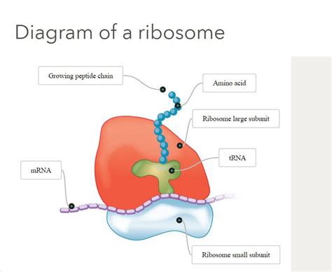 [DIAGRAM] Cell Diagram With Ribosomes - MYDIAGRAM.ONLINE