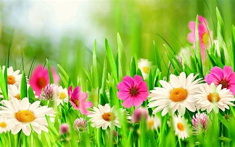 Spring Serenity: HD Wallpaper of White and Pink Flowers in Bloom