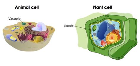 Vacuole definition animal cell