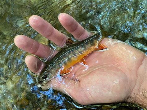 North Carolina Wild Brook Trout — The Catawba Angler