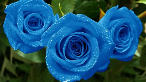 Blue Rose Wallpapers Images Photos Pictures Backgrounds