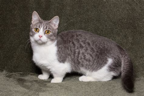 8 Munchkin Cat Breeds & Colors: An Overview | Hepper