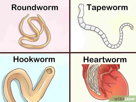 Do Heartworms Show Up In Dog Poop