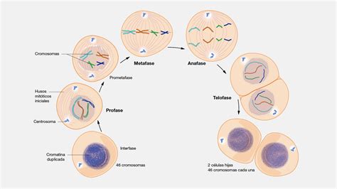 Etapas De La Mitosis Mind Map Images | Porn Sex Picture