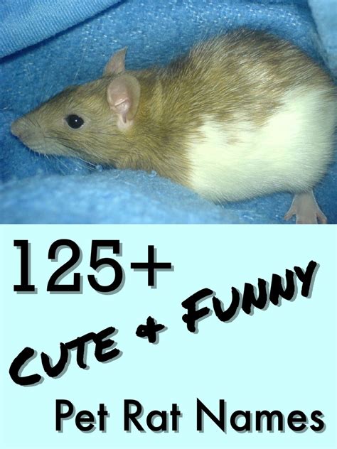 125+ Cute and Clever Names for Your Pet Rat | PetHelpful