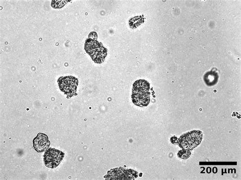 Timeline images of in-vitro intestinal organoid culture. Samples of ...