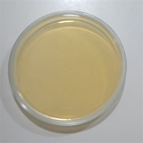 Nutrient Agar Plate - MLRS