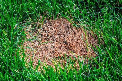 How to to Get Rid of Brown Patch Fungus on Grass