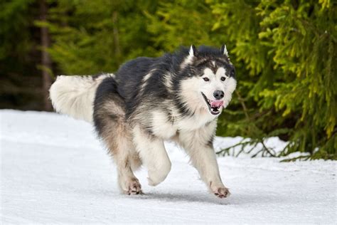 Alaskan Malamute Dog Breed Info All you NEED to know.