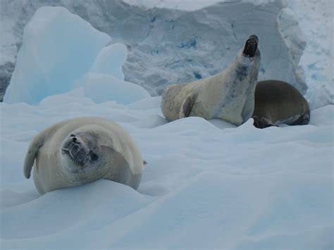 Antarctica Eyewitness : Antarctic Animal Photography & Videos