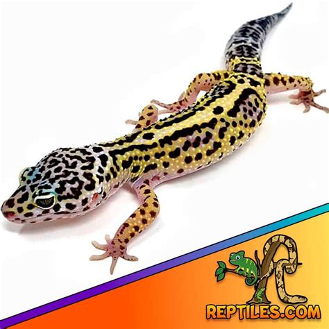 Mack Snow leopard gecko for sale | mack snow leopard geckos