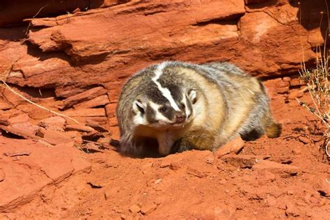 About American Badger - Behavior, Diet, Characteristics, & Facts