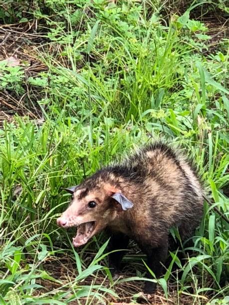 Opossum Teeth Stock Photos, Pictures & Royalty-Free Images - iStock