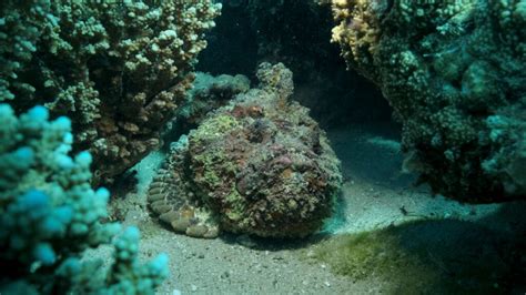 Stonefish Facts - American Oceans