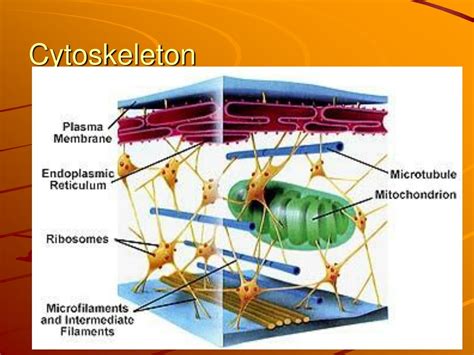 Cytoskeleton Structure