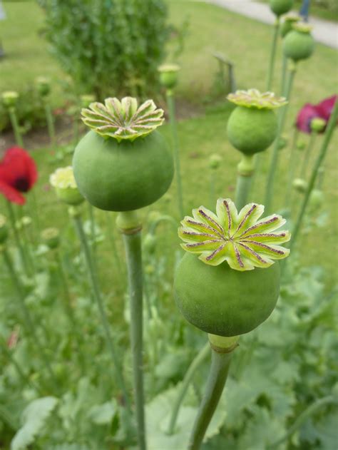 Opium Poppy Seeds — Ravensong Seeds & Herbals