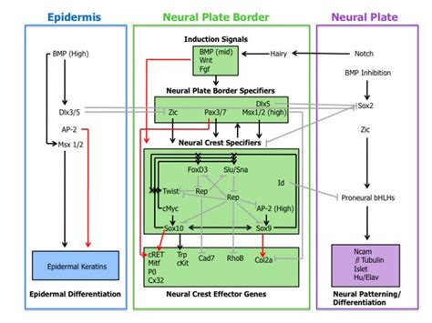 44 best Neural crest derivatives images on Pinterest | Labs, Medicine ...