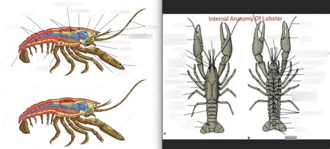 lobster anatomy Diagram | Quizlet