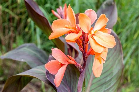 Canna Lily: Plant Care & Growing Guide