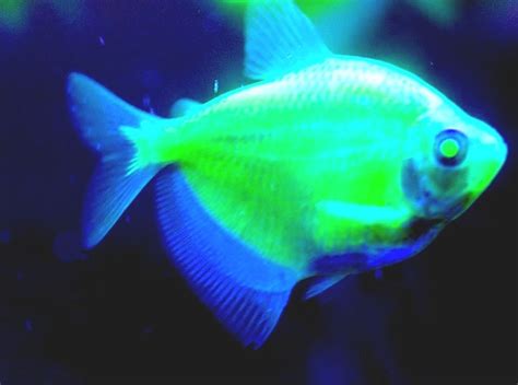 GloFish - Glow Fish Facts