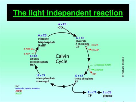 PPT - The light dependent reaction PowerPoint Presentation, free download - ID:2170291