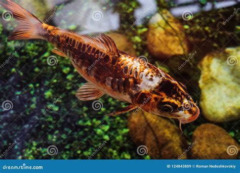 Golden Aquarium Carp Fish, Koi Fish Stock Image - Image of creature, animal: 124843809