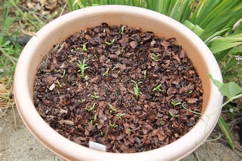 Cilantro Sprouting | The Cilantro seeds that I planted Feb 1… | Flickr