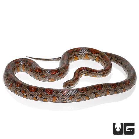 South Florida Cornsnakes For Sale - Underground Reptiles