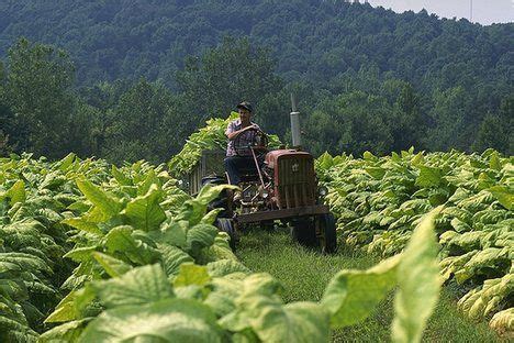 1000+ images about Tobacco Farming on Pinterest | Library of congress ...