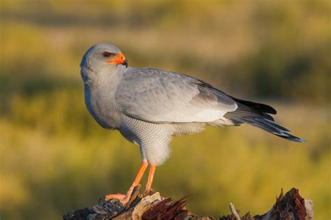 African Bird of Prey Sanctuary