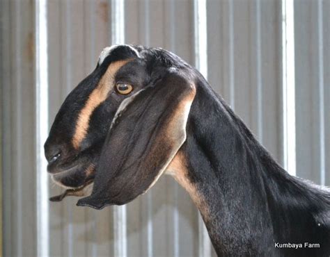 Nubian Goats - Kumbaya Farm