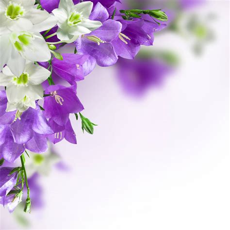 Purple Flowers Backgrounds - Wallpaper Cave