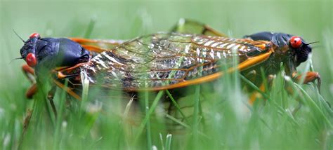 Some 17-year cicadas might show up a year early in Chicago - Chicago Sun-Times