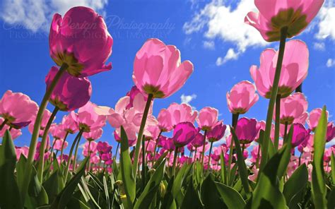 Pink Tulips Wallpaper (68+ images)