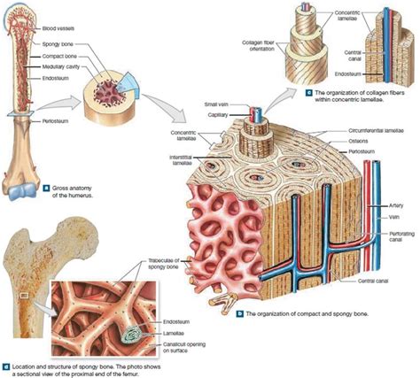 Microscopic Structure Of Bone Diagram Microscopic Structure