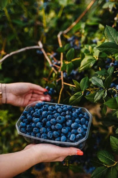 Blueberry picking Stock Photos, Royalty Free Blueberry picking Images | Depositphotos