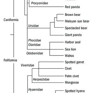 2 Ventrolateral view of basicranial morphology of a primitive canid,... | Download Scientific ...