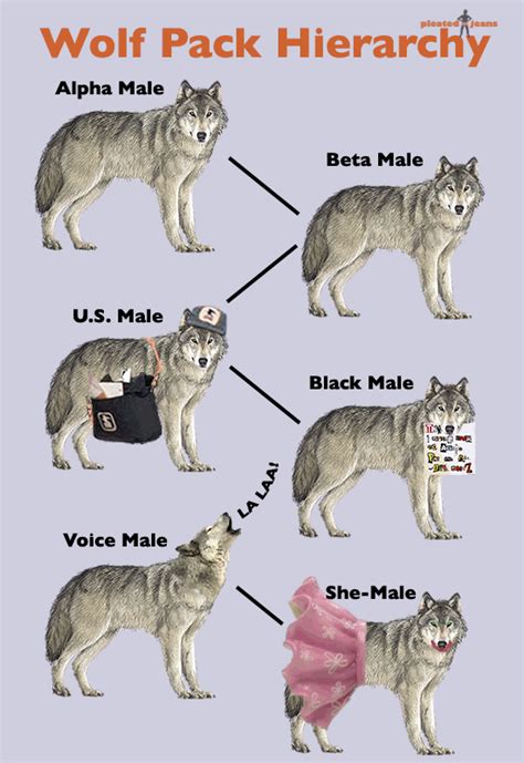 Wolf Pack Hierarchy (Pic)