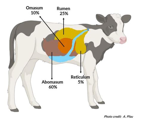 The overview of the digestive system of the calves – Dairy