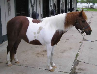 Ponies, Information and Horse Care for Pony Breeds