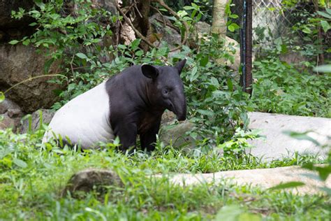 "Malayan Tapir" Images – Browse 4,299 Stock Photos, Vectors, and Video | Adobe Stock