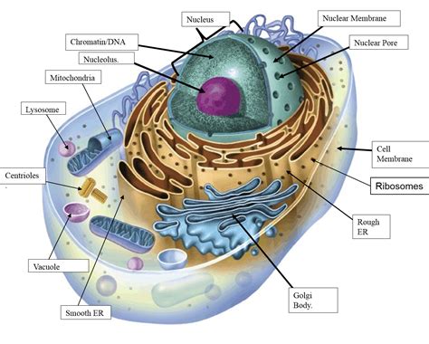 South Pontotoc Biology: Plant and Animal Cell Diagrams