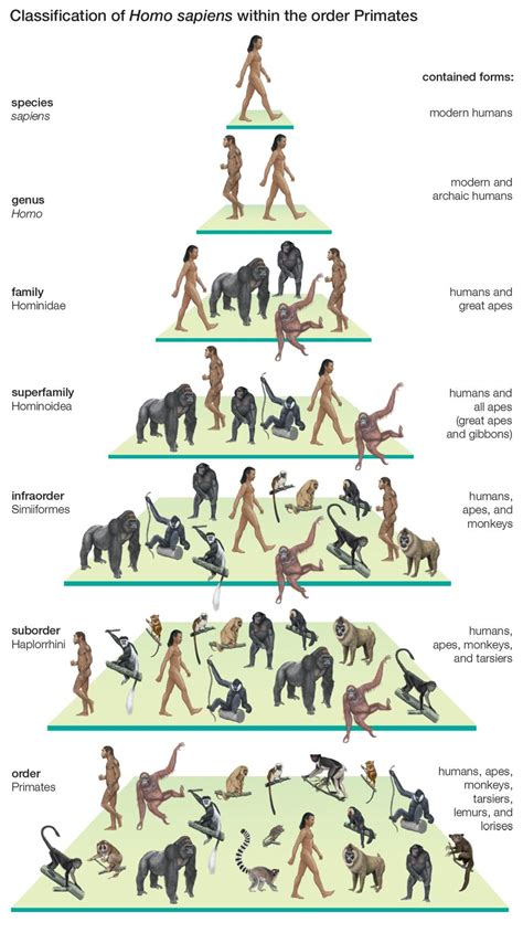 Pin by Piesek w Kratkę on Human Evolution | Evolution science, Human evolution, Human evolution tree