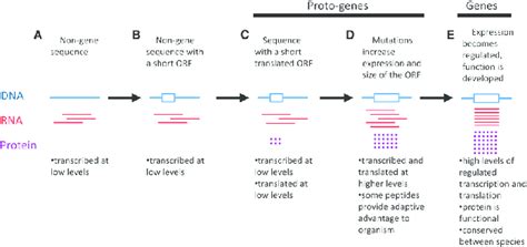 Proposed progression of events in de novo gene birth. DNA in blue, RNA ...