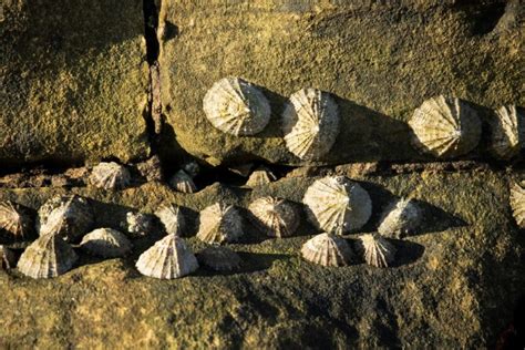 Common Limpet - Facts, Habitat, Diet, Conservation, & More - American Oceans