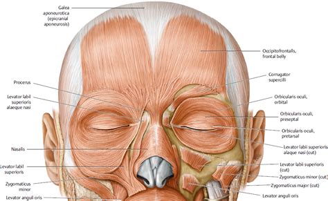 Eyelid Anatomy | Plastic Surgery Key