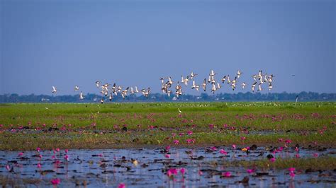 What is a Ramsar Wetland? - WorldAtlas