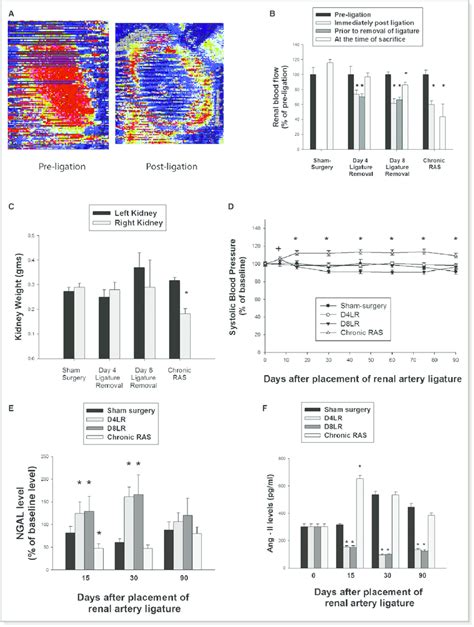 Renal perfusion and physiological effects after unilateral renal artery ...