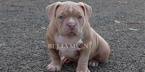 Puppy Lilac - Miniature, Pocket and Exotic Bully Puppy and Dog For Sale ...